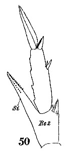 Espce Centropages furcatus - Planche 11 de figures morphologiques