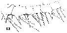 Espce Centropages furcatus - Planche 10 de figures morphologiques