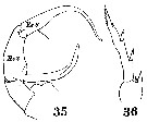 Espce Centropages orsinii - Planche 11 de figures morphologiques