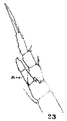 Espce Centropages orsinii - Planche 8 de figures morphologiques