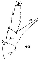 Espce Centropages gracilis - Planche 8 de figures morphologiques