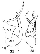 Espce Centropages gracilis - Planche 9 de figures morphologiques