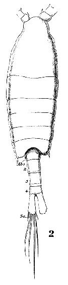 Espce Centropages brachiatus - Planche 12 de figures morphologiques