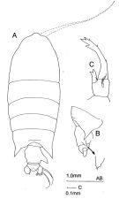 Species Pontellopsis grandis - Plate 1 of morphological figures