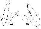 Espce Centropages chierchiae - Planche 5 de figures morphologiques