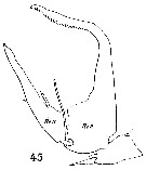 Espce Centropages chierchiae - Planche 7 de figures morphologiques
