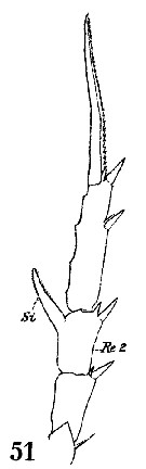 Espce Centropages hamatus - Planche 4 de figures morphologiques