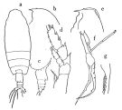 Espce Euchirella messinensis - Planche 2 de figures morphologiques