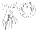 Espce Pontellopsis krameri - Planche 1 de figures morphologiques