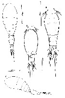 Espce Oncaea waldemari - Planche 1 de figures morphologiques