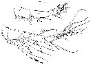 Espce Oncaea waldemari - Planche 2 de figures morphologiques