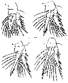 Espce Oncaea waldemari - Planche 4 de figures morphologiques