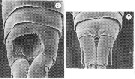 Espce Oncaea waldemari - Planche 7 de figures morphologiques