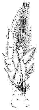 Espce Centropages typicus - Planche 14 de figures morphologiques