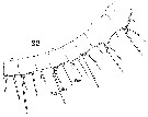 Espce Centropages typicus - Planche 9 de figures morphologiques