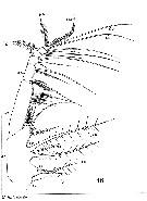 Espce Centropages typicus - Planche 12 de figures morphologiques