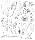 Espce Euchirella unispina - Planche 1 de figures morphologiques