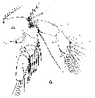 Espce Centropages typicus - Planche 17 de figures morphologiques