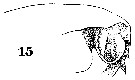 Espce Centropages furcatus - Planche 16 de figures morphologiques