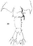 Espce Centropages brachiatus - Planche 13 de figures morphologiques