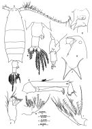 Species Labidocera javaensis - Plate 1 of morphological figures