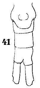 Espce Parapontella brevicornis - Planche 6 de figures morphologiques