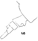 Espce Parapontella brevicornis - Planche 7 de figures morphologiques