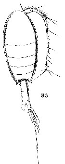 Espce Nullosetigera giesbrechti - Planche 7 de figures morphologiques