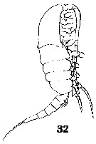 Espce Isias clavipes - Planche 4 de figures morphologiques