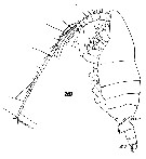 Espce Undeuchaeta major - Planche 9 de figures morphologiques