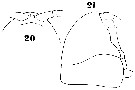 Espce Phaenna spinifera - Planche 23 de figures morphologiques