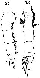 Espce Euchaeta marina - Planche 14 de figures morphologiques