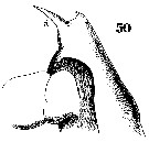 Espce Euchaeta spinosa - Planche 14 de figures morphologiques