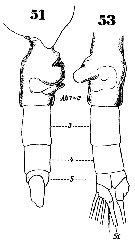 Espce Euchaeta concinna - Planche 20 de figures morphologiques