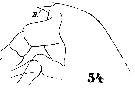 Espce Paraeuchaeta hebes - Planche 8 de figures morphologiques