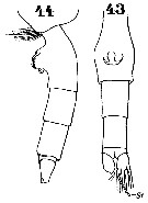 Espce Paraeuchaeta flava - Planche 1 de figures morphologiques