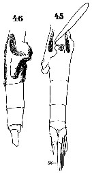 Espce Euchaeta longicornis - Planche 7 de figures morphologiques