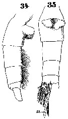 Species Euchaeta spinosa - Plate 15 of morphological figures