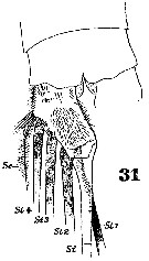 Espce Euchaeta spinosa - Planche 16 de figures morphologiques
