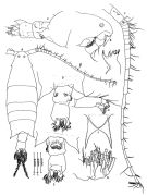 Espce Labidocera muranoi - Planche 1 de figures morphologiques