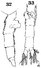 Espce Paraeuchaeta hebes - Planche 7 de figures morphologiques