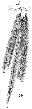 Espce Euchaeta marina - Planche 16 de figures morphologiques