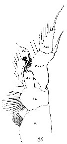Espce Paraeuchaeta hebes - Planche 9 de figures morphologiques