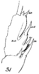 Espce Paraeuchaeta hebes - Planche 10 de figures morphologiques
