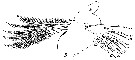 Espce Paraeuchaeta hebes - Planche 11 de figures morphologiques