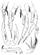 Espce Labidocera muranoi - Planche 2 de figures morphologiques