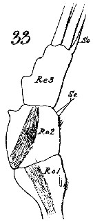Espce Euchaeta marina - Planche 31 de figures morphologiques