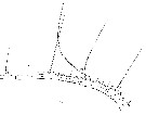 Espce Euchaeta marina - Planche 18 de figures morphologiques