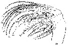 Espce Euchaeta marina - Planche 22 de figures morphologiques