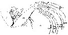 Espce Euchaeta marina - Planche 23 de figures morphologiques